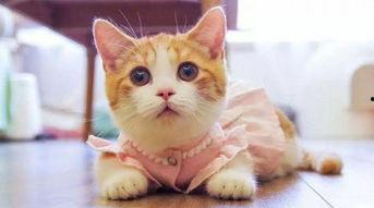 网红瓜子猫,网络红人的魅力与影响力