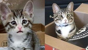 网红瓜子猫,网络红人的魅力与影响力 第2张 网红瓜子猫,网络红人的魅力与影响力 第2张