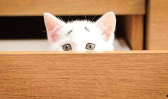 网红瓜子猫,网络红人的魅力与影响力 第3张 网红瓜子猫,网络红人的魅力与影响力 第3张